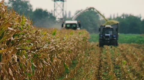 Forage , Harvesting Corn for Silage Stock Footage 65786237