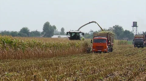 Forage , Harvesting Corn for Silage Stock Footage 65786275