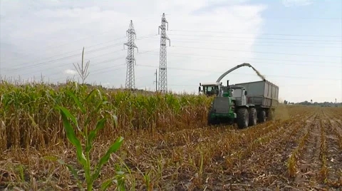 Forage , Harvesting Corn for Silage Stock Footage 65786305