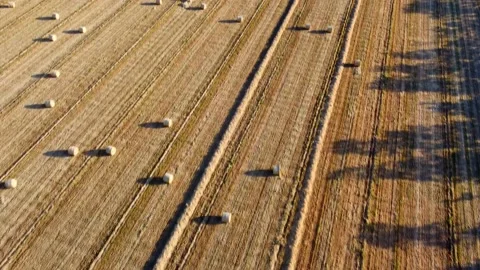 Forage rolls field Video stock 144071723