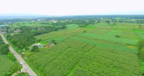 Forage silage corn Farming drone shot Stock Footage 219321622