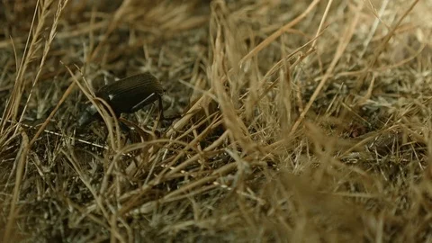 Foraging and exploring macro feelers 2 Large Desert Beetles at Night Oregon 83 Stock Footage 81687978