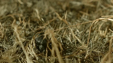 Foraging and exploring macro feelers Large Desert Beetles at Night Oregon 82 Stock Footage 81691104