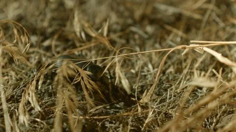 Foraging and exploring macro feelers Large Desert Beetles at Night Oregon 82 Stock Photos