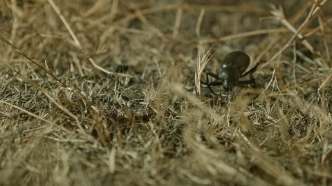Foraging and exploring macro Large Desert Beetles at Night Oregon 81 Video stock 81691705