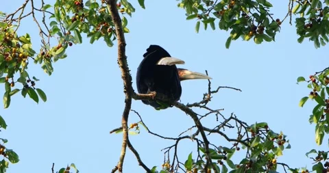 Foraging and looking for the best fruit to eat, Wreathed Hornbill Stock Footage 269281276