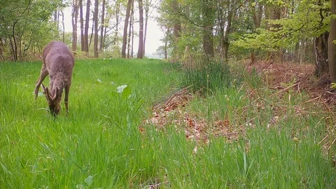 Foraging and washing roe deer buck in grassy forest path. Stock Footage 89133711