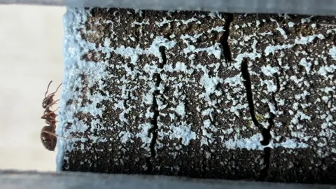 Foraging ant climbing textured weathered board panning Stock Footage 331883017