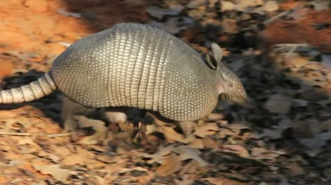 Foraging Armadillo I Stock Footage 12425449