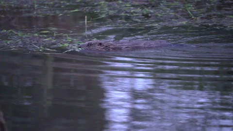 FORAGING BEAVER KIT Stock Footage 241430497