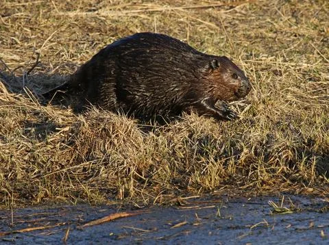 Foraging Beaver Stock Photos