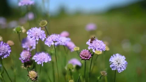 Foraging bee collects pollen from scabiosa flowers. With nature sounds Stock Footage 130849658