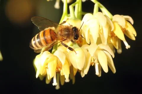 The foraging bee... Stock Photos