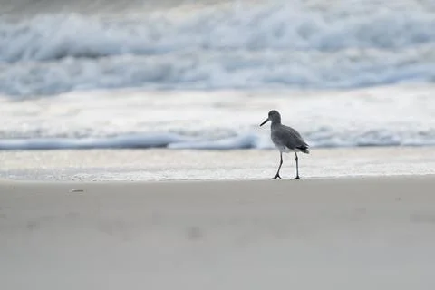 Foraging Bird Foto stock