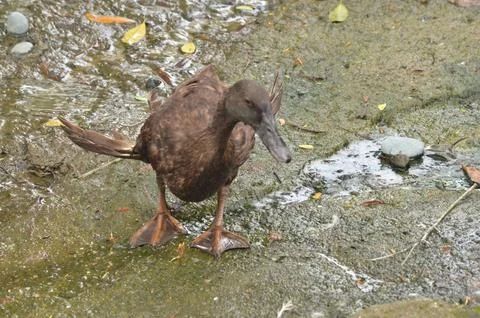 Foraging Brown Duck Stock Photos
