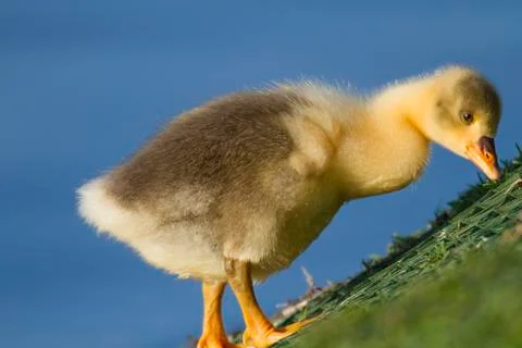 Foraging chick Stock Photos