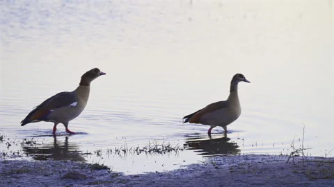 Foraging on the Chobe River Banks, Botswana Stock Footage 338232073