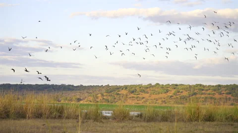 Foraging on the Chobe River Banks, Botswana Stock Footage 338232092