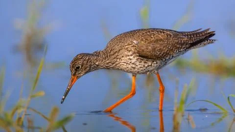 Foraging Common Redshank Stock Photos