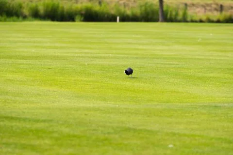 Foraging coot on empty field of golf course Stockfoto's