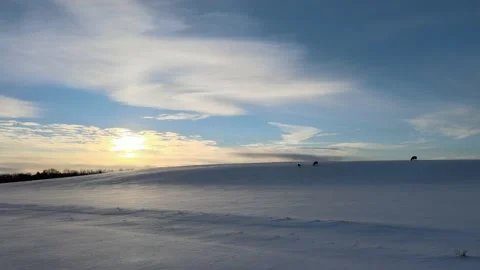 Foraging Deer Stock Footage 169052375