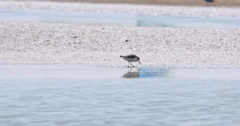 Foraging at the edge of a mud bar at a saltpan, Spoon-billed Sandpiper Stock Footage 260393934