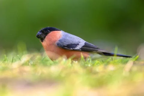 Foraging Eurasian Bullfinch Stock Photos