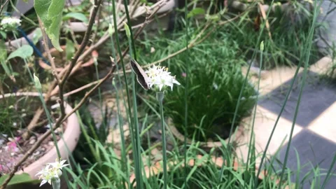 Foraging for food Stock Footage 274467964