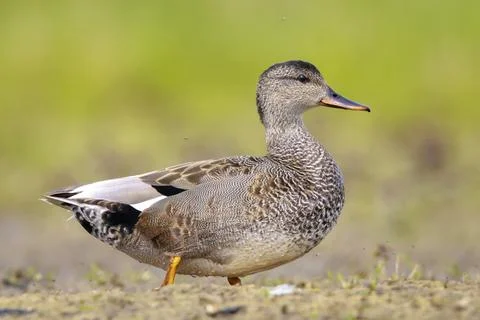 Foraging gadwall, Mareca strepera, duck, portrait Stock Photos