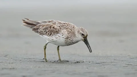 A foraging Great Knot in winter plumage Видео 342023965