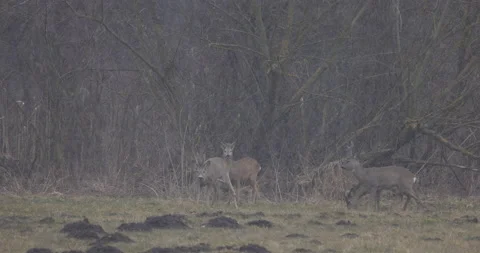 Foraging a herd of young deer, 4K slomo Stock Footage 168025811