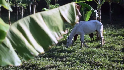 Foraging Horses Revealed Through Palm in Usiacurí, rural Colombia Stock Footage 229571253