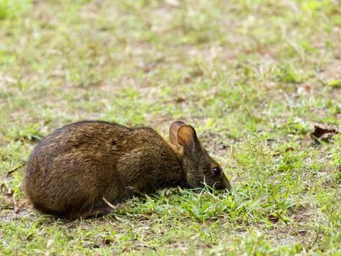Foraging Marsh Rabbit Foto stock