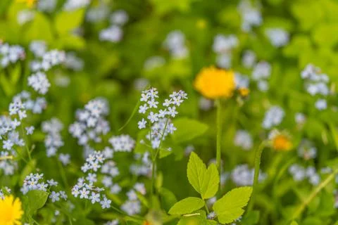 Foraging meadow study showing small blue flowers intermingled with dandelion, Stock Photos