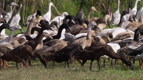 Foraging on the Move: Indian Runner Ducks in Action. Stock Footage 308464371