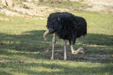 Foraging Ostrich Stock Photos
