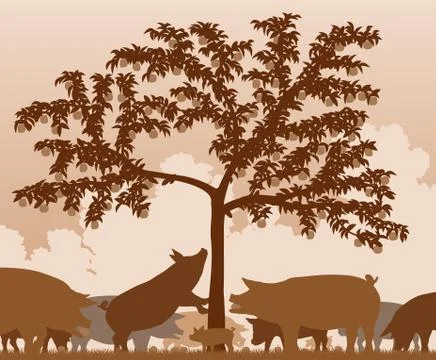 Foraging pigs Stock Illustration