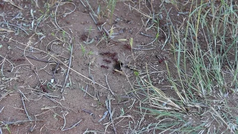 Foraging red ants in the late evening Video stock 79664602