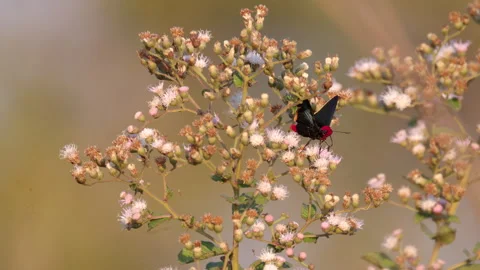 Foraging red headed butterfly on tropical flower 8K Stock Footage 284557802