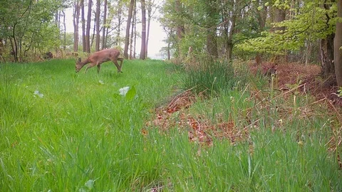 Foraging roe deer buck in grassy forest path. Stock Footage 89133709