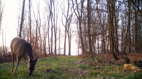 Foraging roe deer on forest path at dawn. Stock Footage 86465404