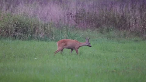 Foraging roe deer in the grass, 4K Stock Footage 169785872