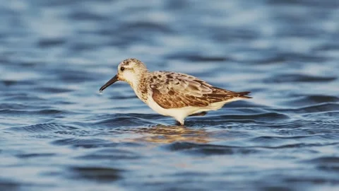 A foraging Sanderling in japan Stock-Footage 344953903