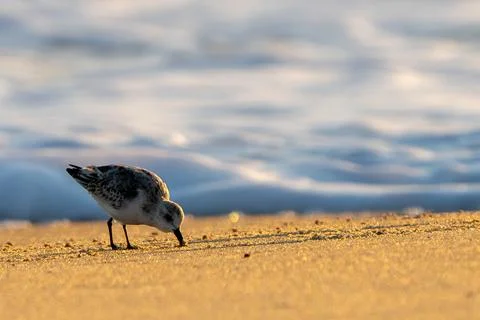 Foraging Sanderling Stock Photos