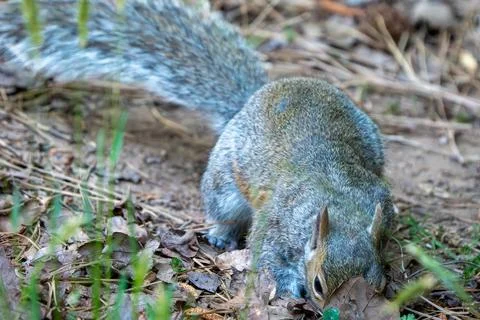 Foraging Squirrel Stock Photos