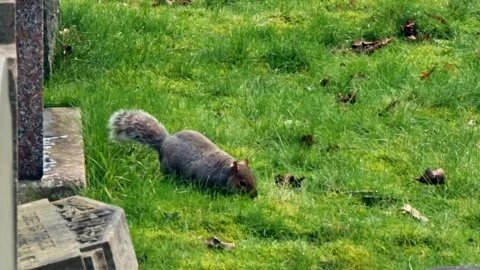 Foraging squirrel searching for nuts between marble cemetery gravestone grass Stock Footage 301534174