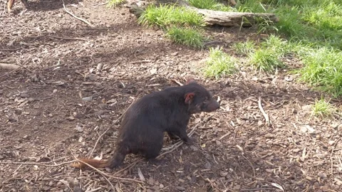 Foraging Tasmanian Devil On Maria Island In Tasmania, Australia. Close-up Shot Stock Footage 333661476