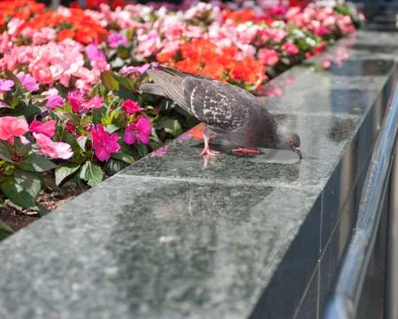 Foraging in an urban environment Stock Photos