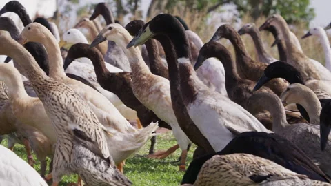 Foraging in the Vineyards: Free-Range Runner Ducks at a Wine Farm. Stock Footage 308465821