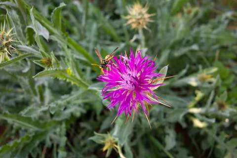 A foraging wasp Stock Photos